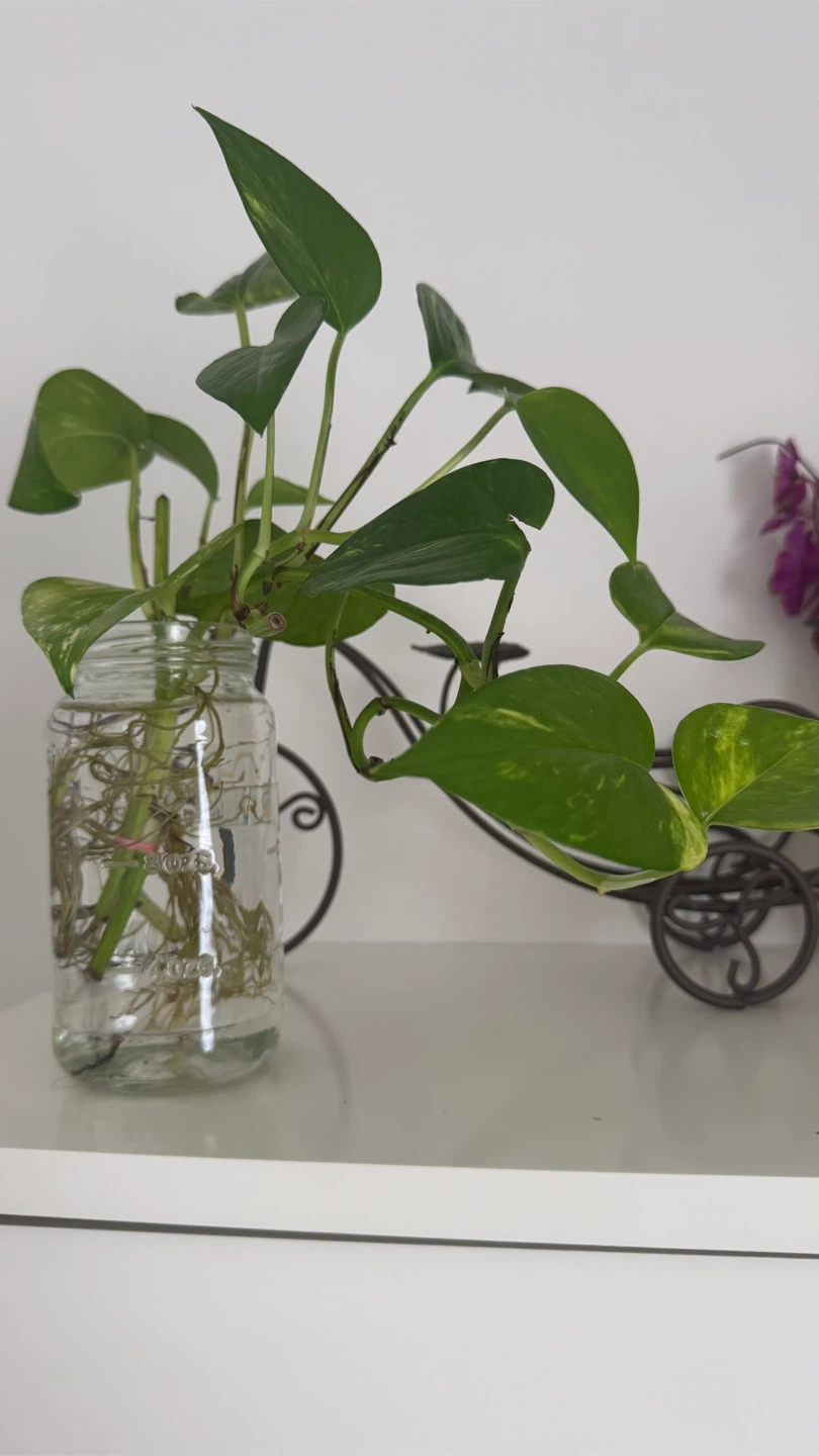 Pothos in glass jar