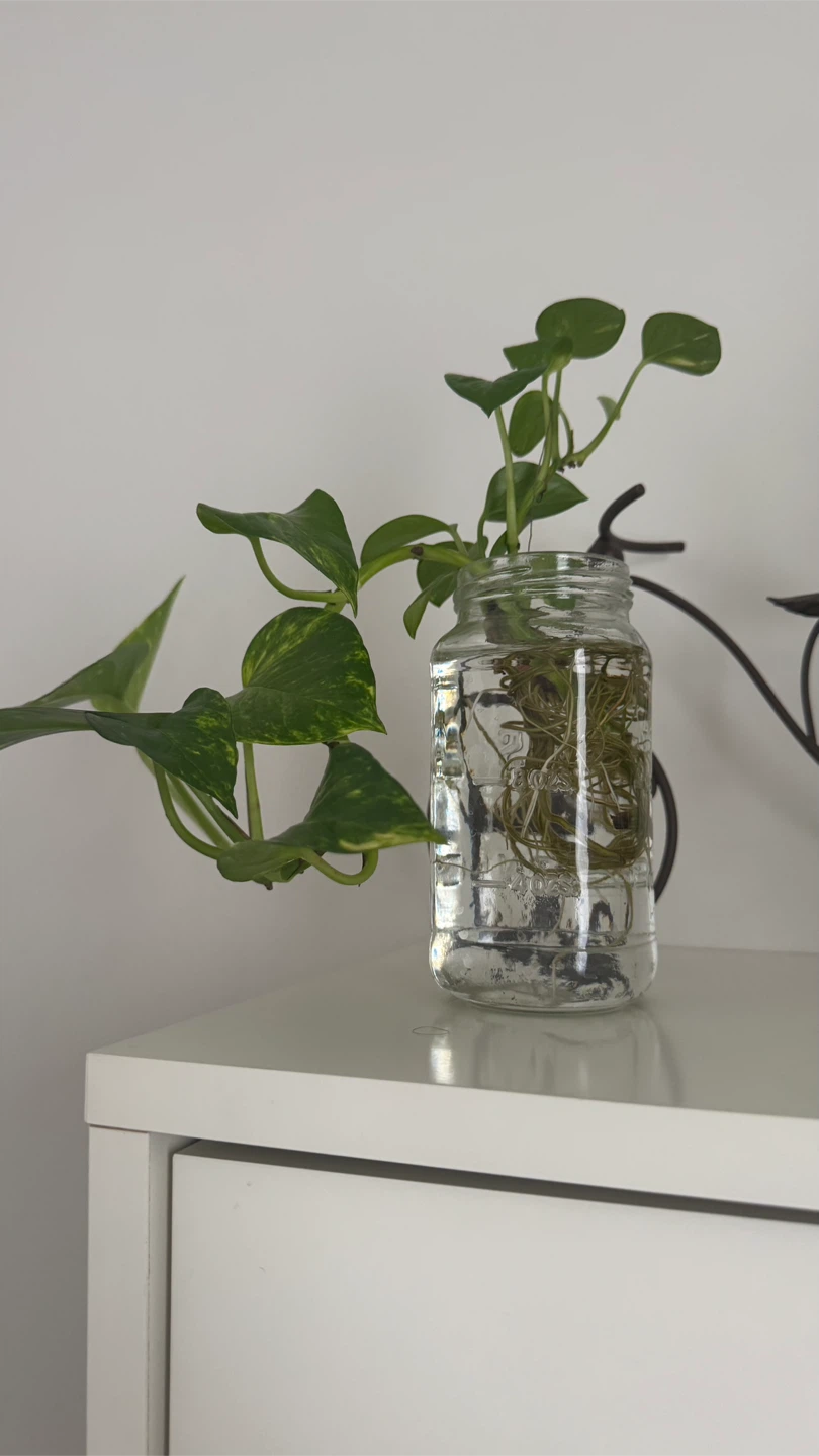 Pothos in glass Jar