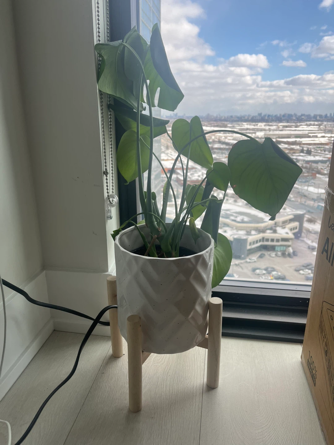 Tropical Plant in Ceramic Pot with Stand - photo 2