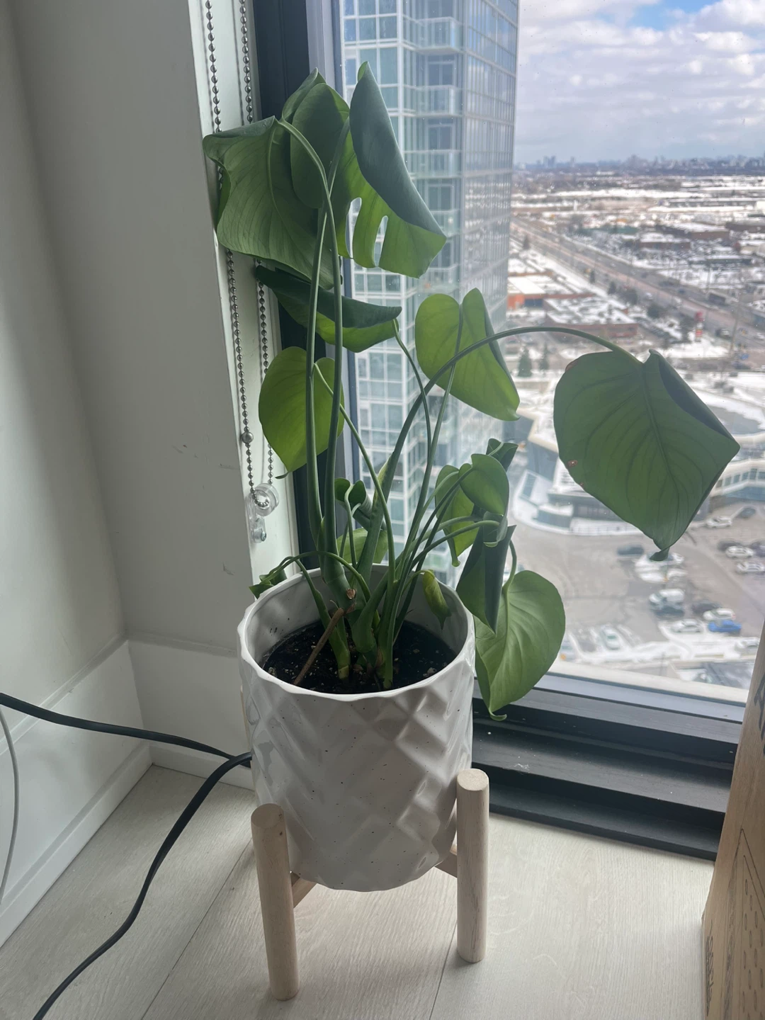 Tropical Plant in Ceramic Pot with Stand