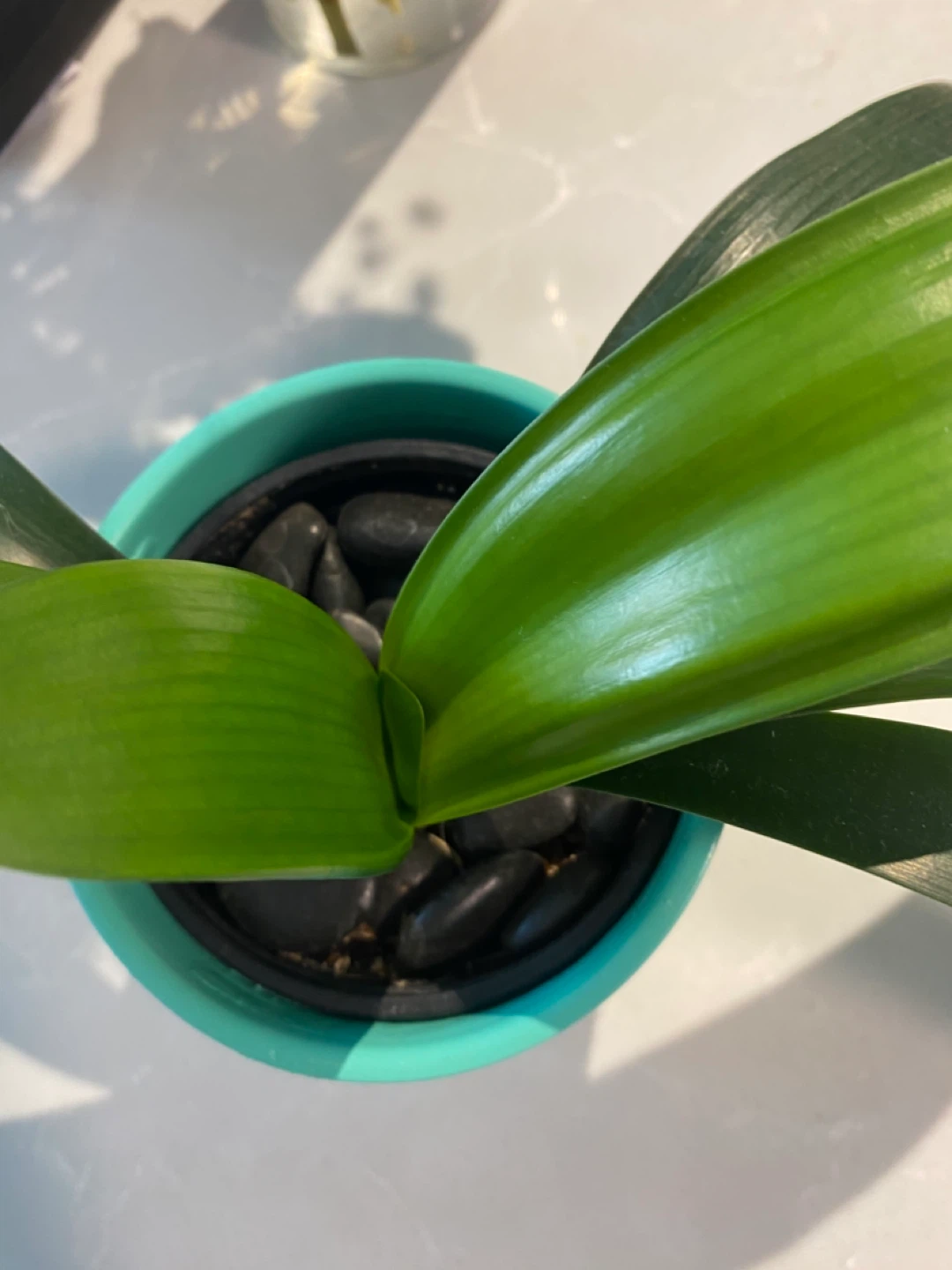 Potted Clivia lily Plant in Teal Pot - photo 3