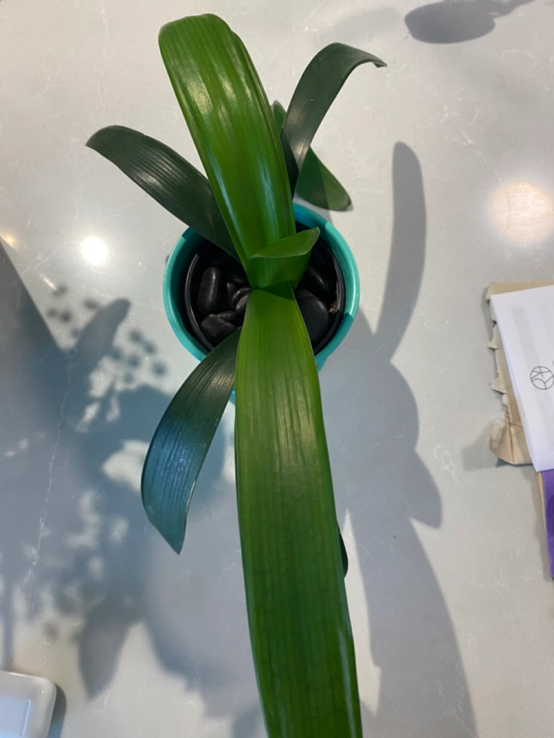 Potted Clivia lily Plant in Teal Pot