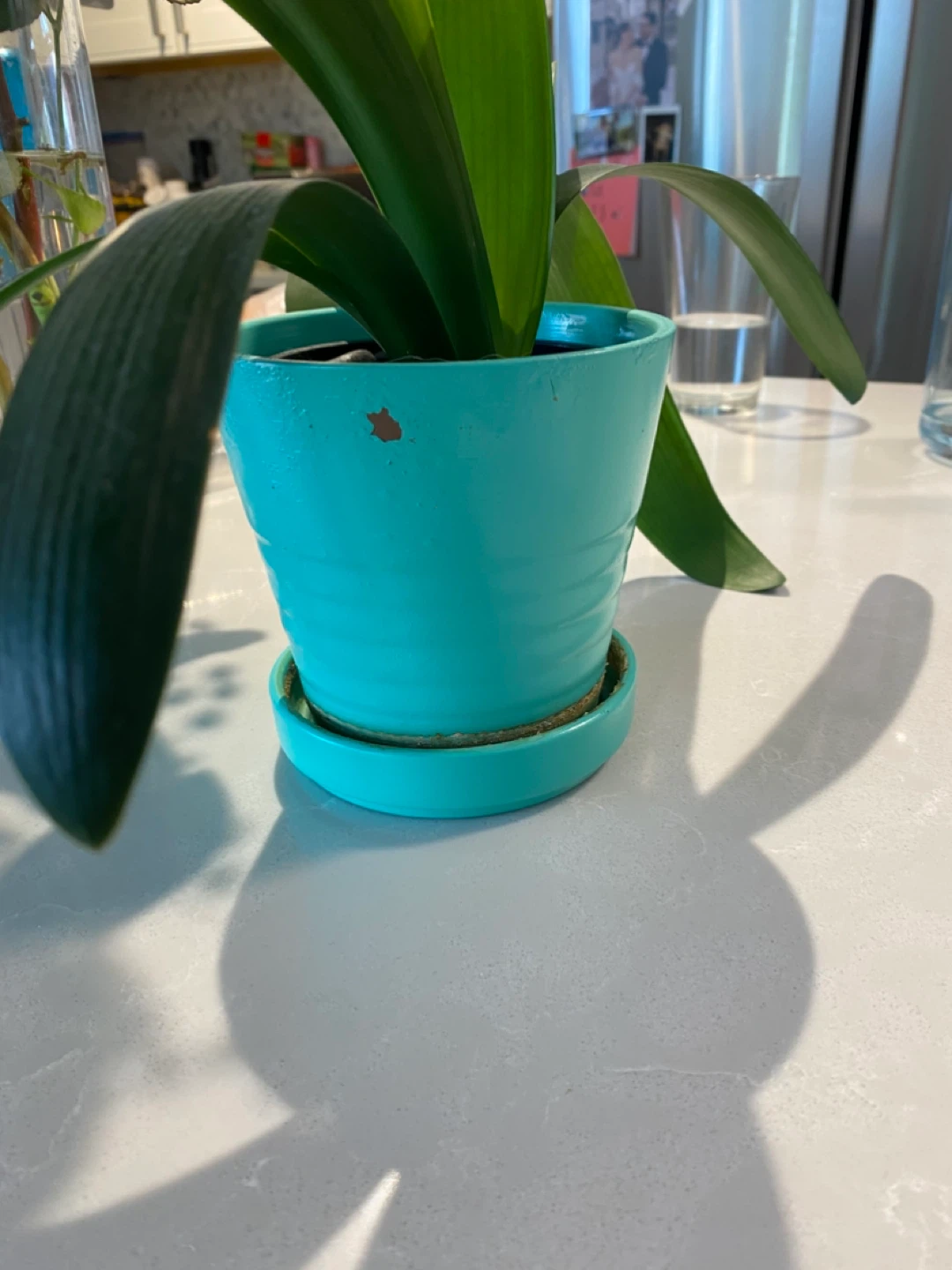 Potted Clivia lily Plant in Teal Pot - photo 4