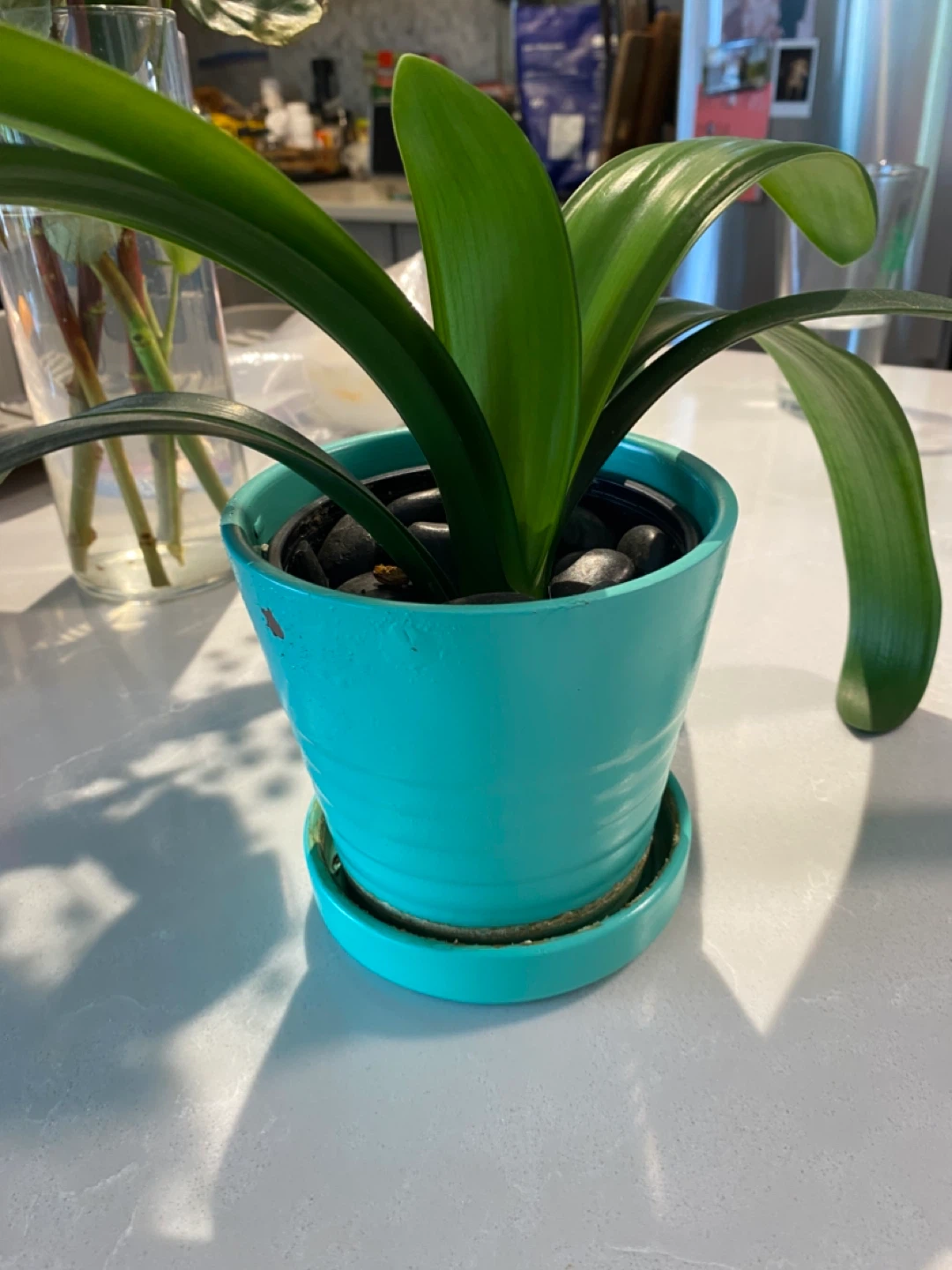 Potted Clivia lily Plant in Teal Pot - photo 2