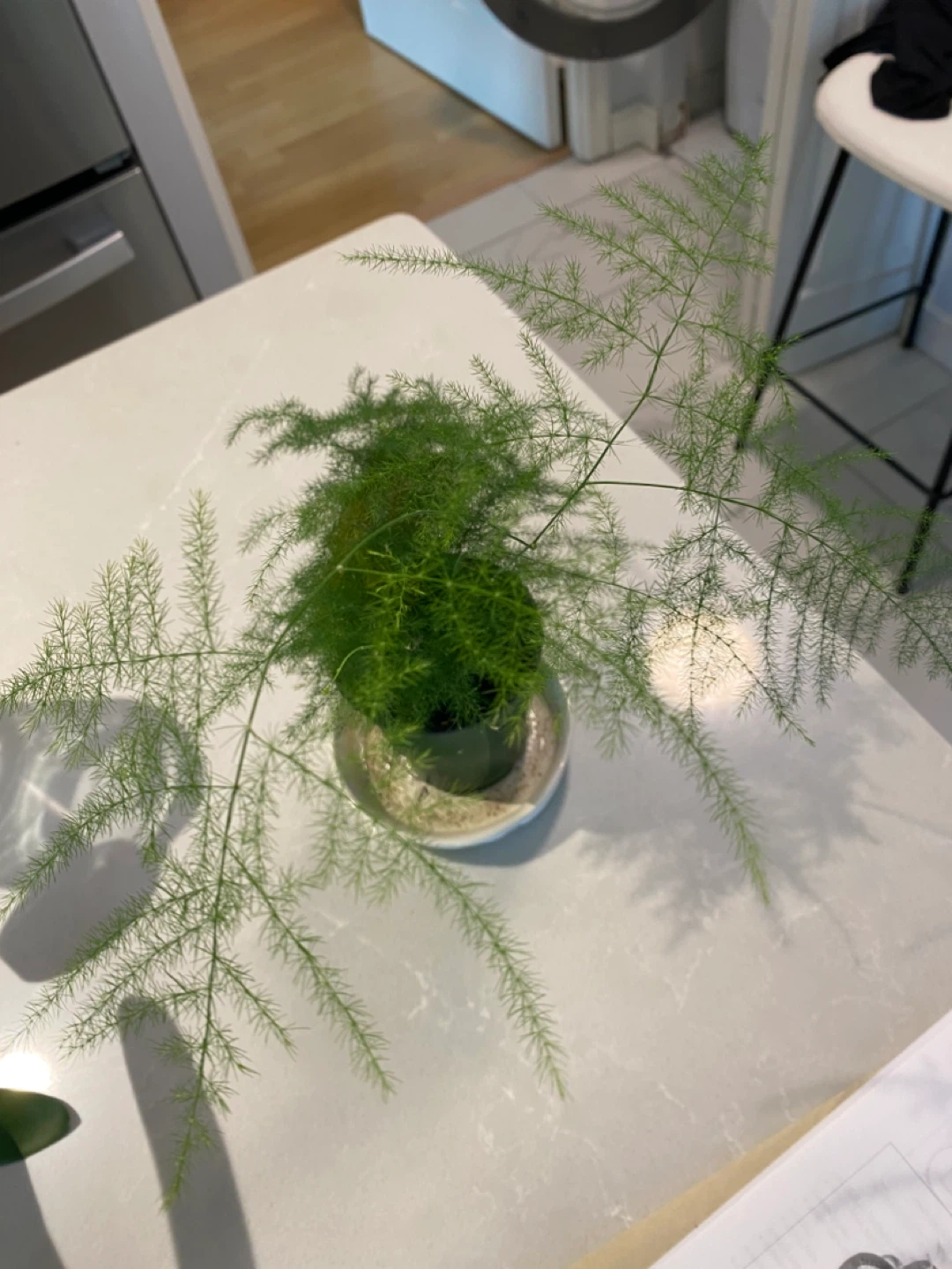Asparagus Fern Plant
