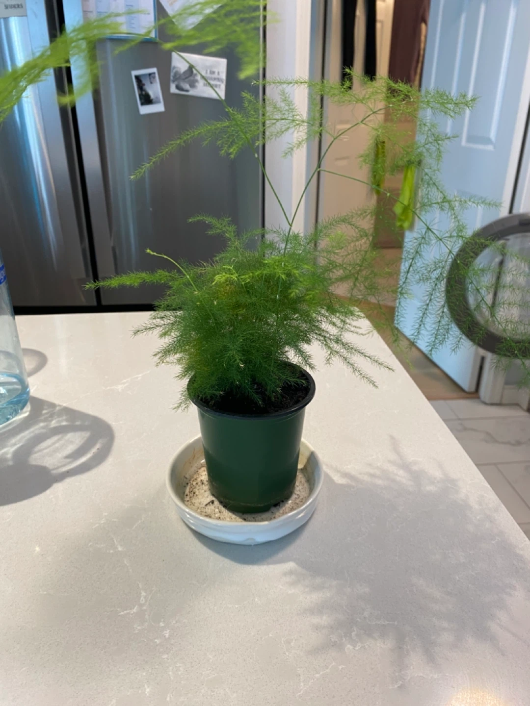 Asparagus Fern Plant - photo 2