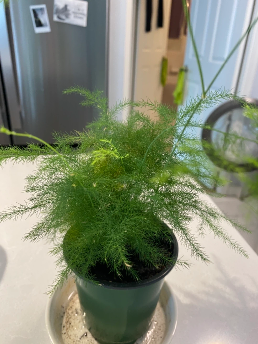 Asparagus Fern Plant - photo 3