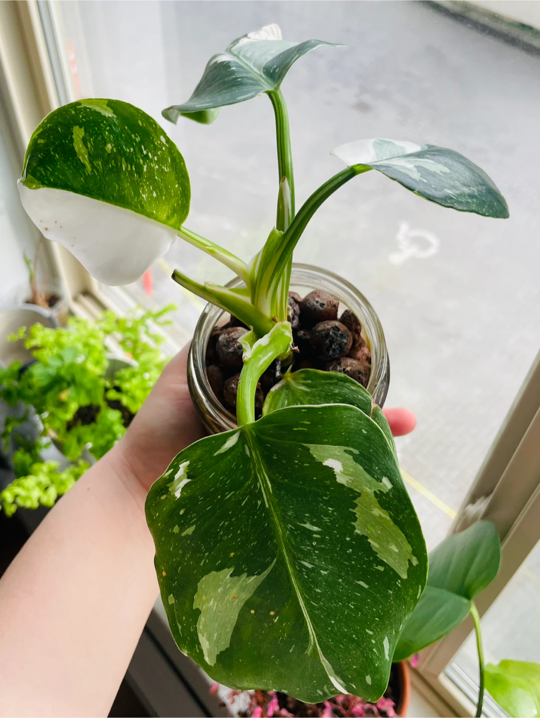 Rare Philodendron White Wizard - Est. High Variegation