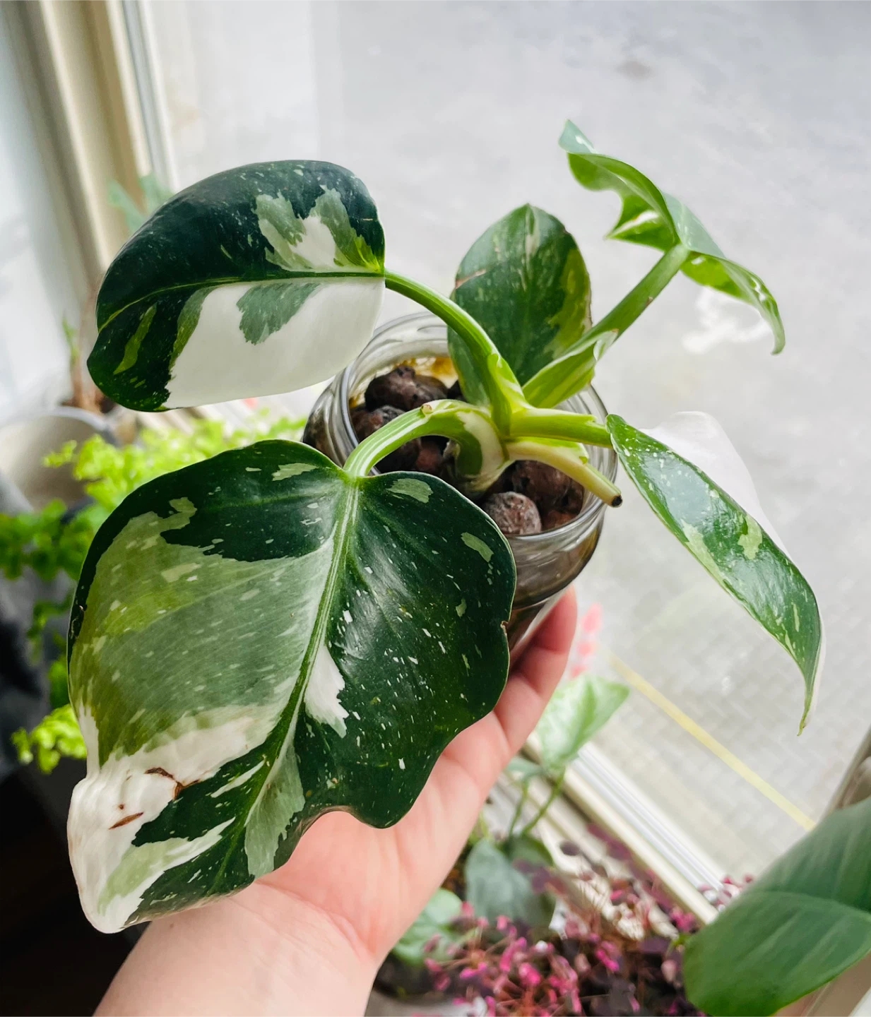 Rare Philodendron White Wizard - Est. High Variegation - photo 3