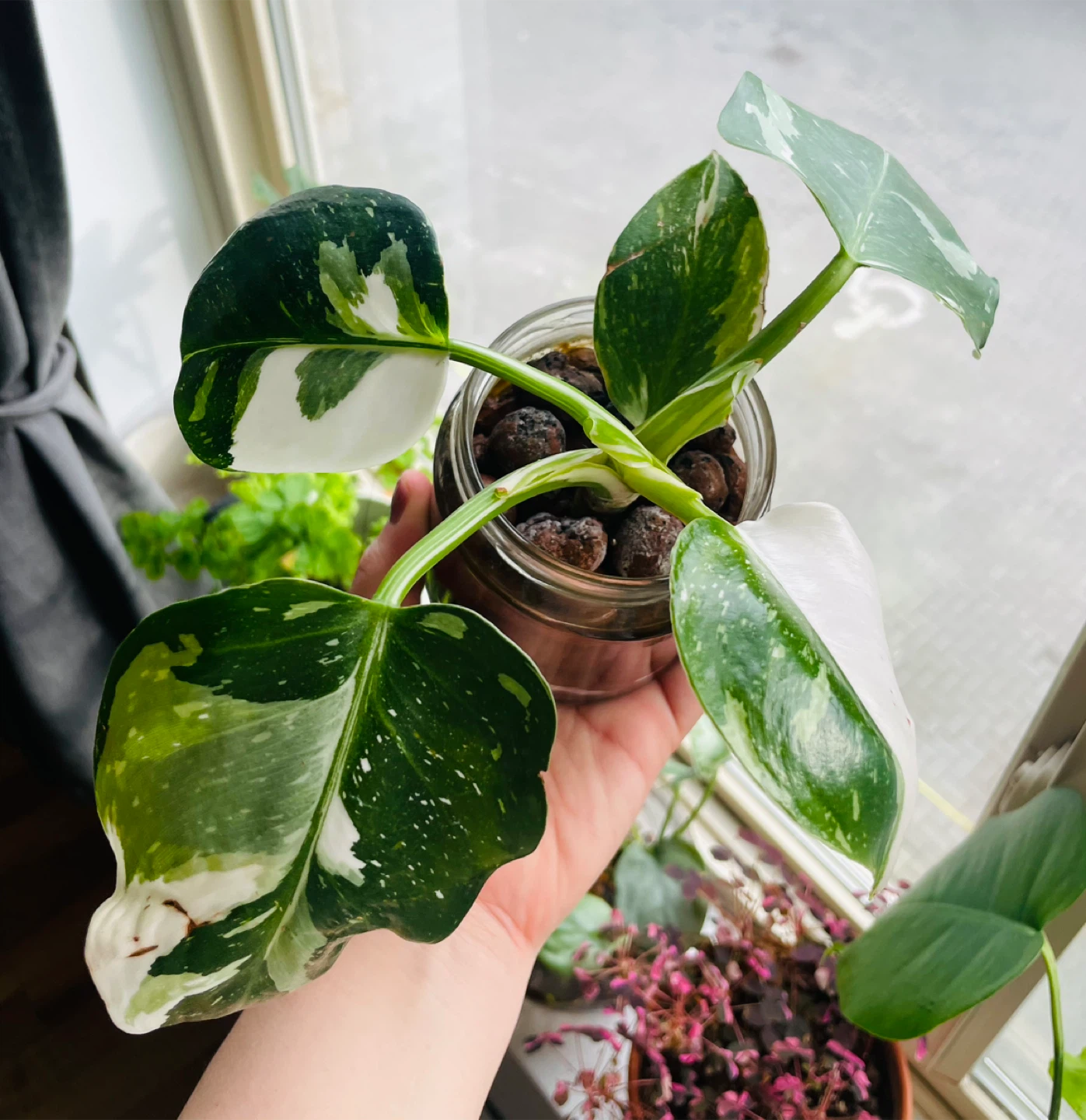 Rare Philodendron White Wizard - Est. High Variegation - photo 2