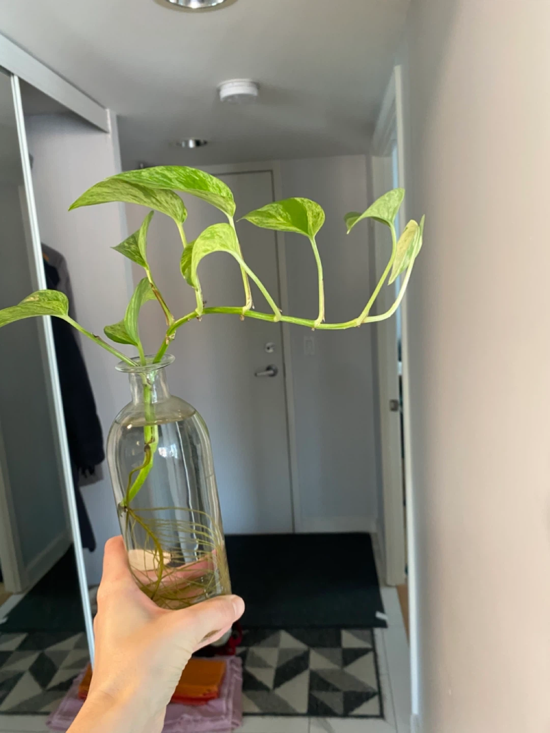 Marble Pothos Cuttings in Water