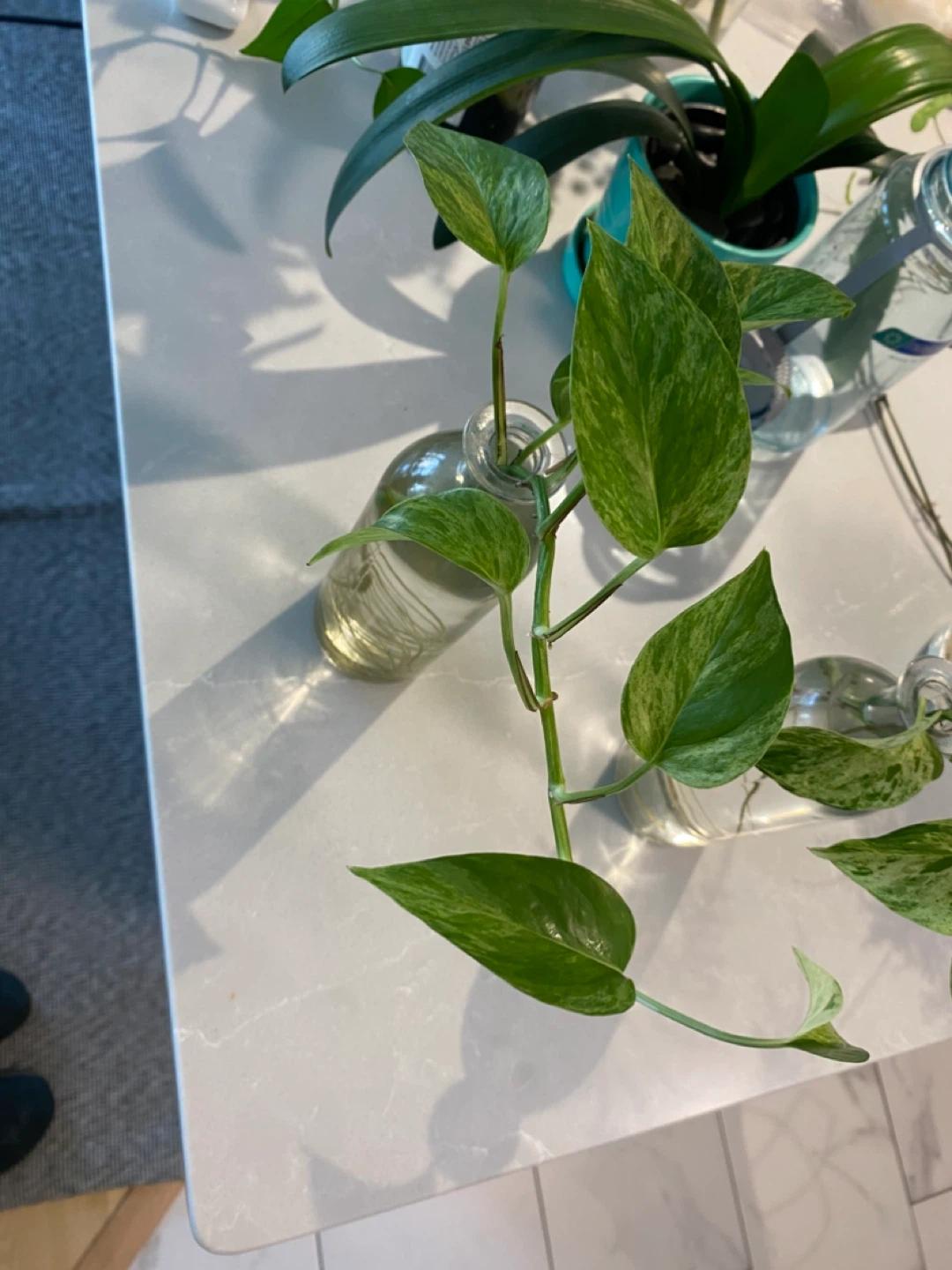 Marble Pothos Cuttings in Water - photo 2