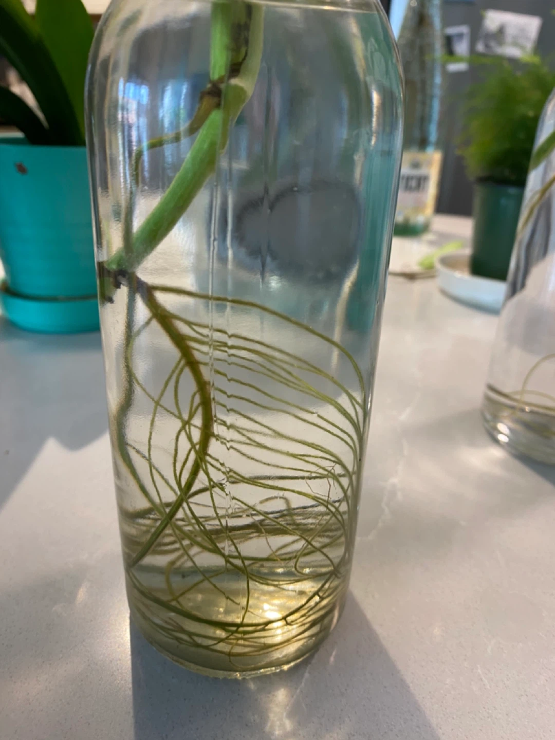Marble Pothos Cuttings in Water - photo 3