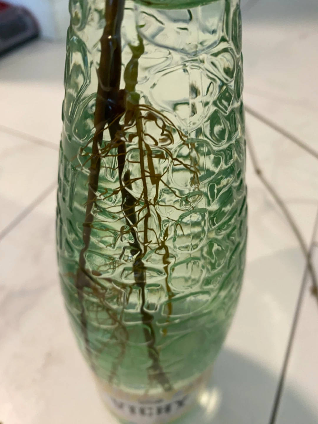 Rooted arrowhead Cuttings - photo 3