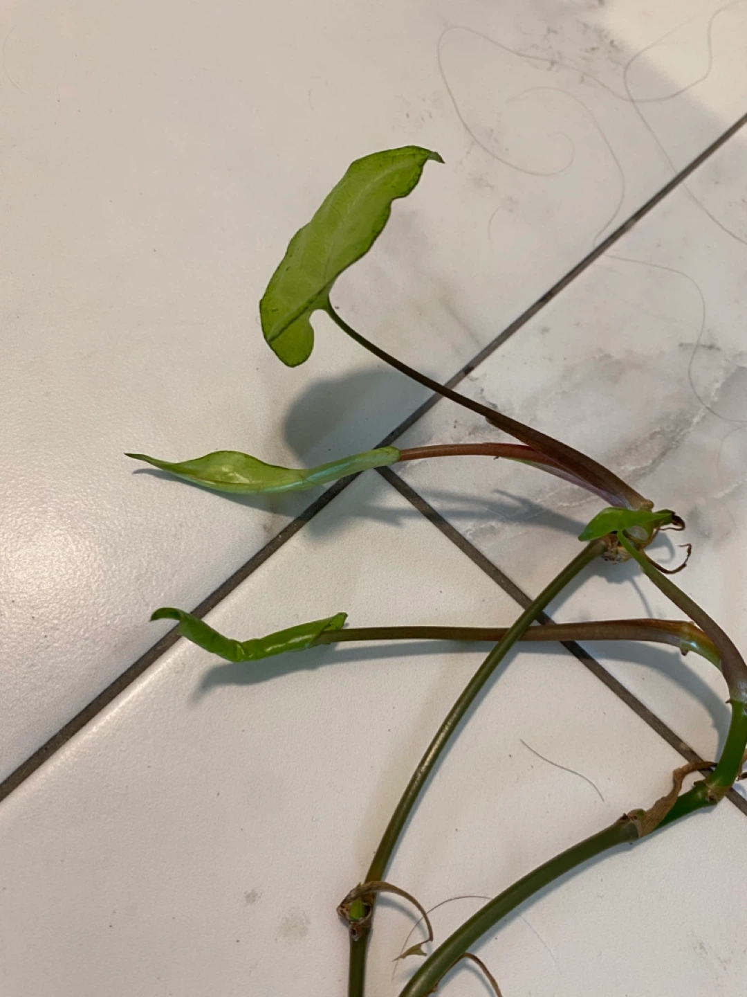 Rooted arrowhead Cuttings - photo 2