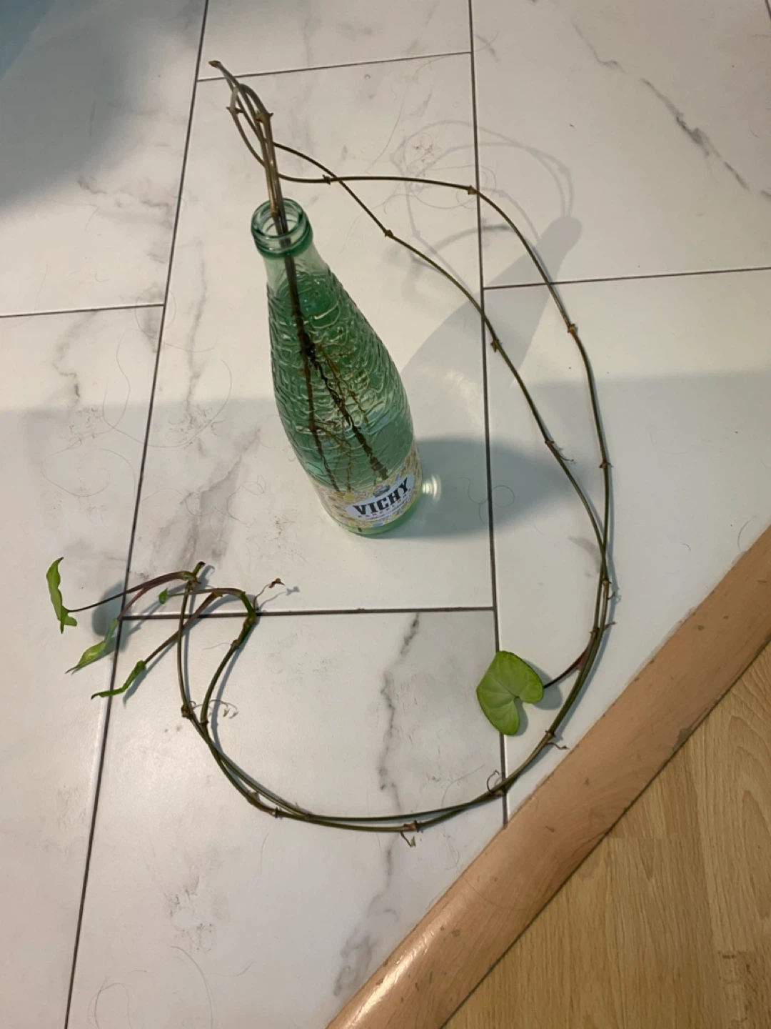 Rooted arrowhead Cuttings