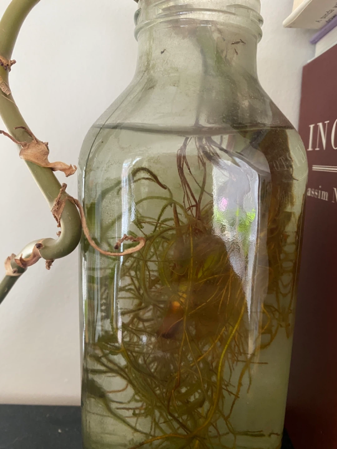 Live Arrowhead Cutting in Glass Jar - photo 3