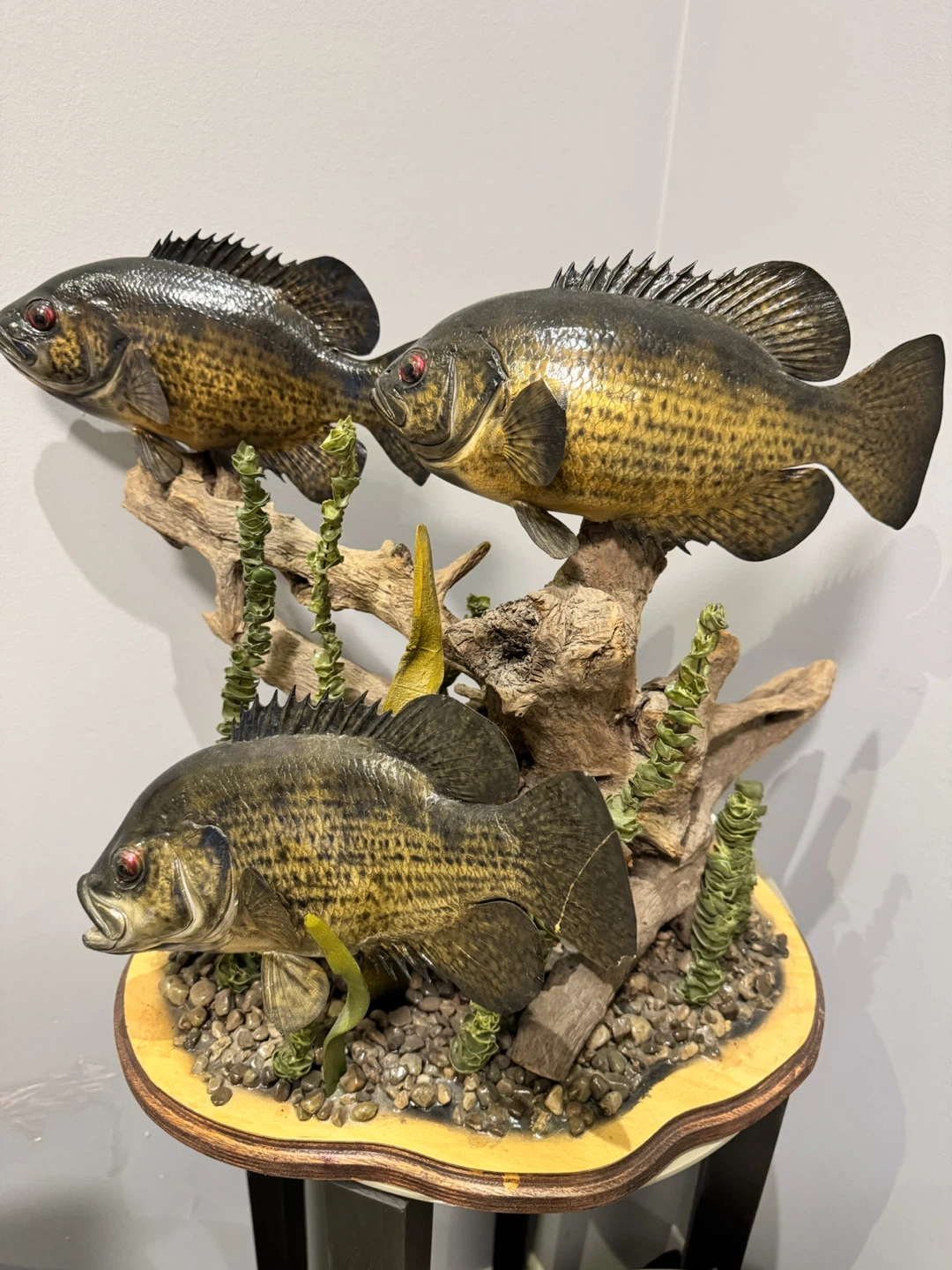 Three giant rock bass Taxidermy Display