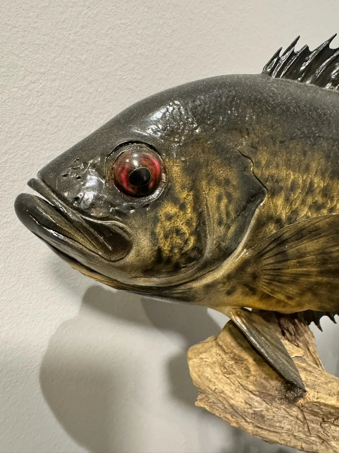 Three giant rock bass Taxidermy Display - photo 2