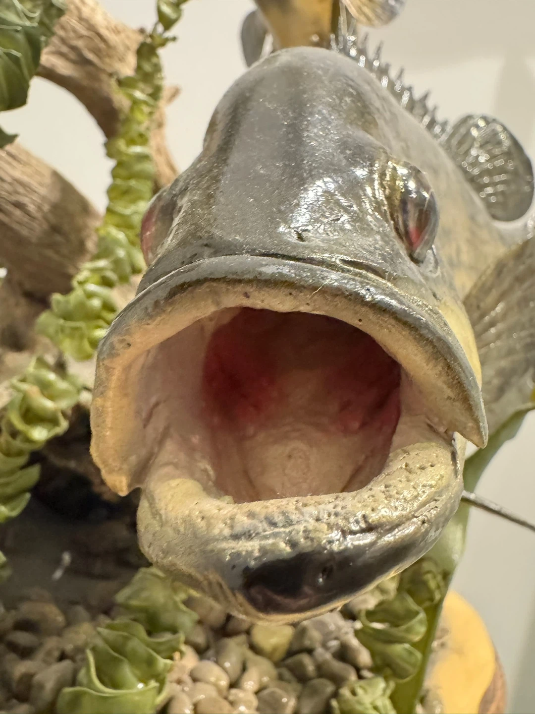 Three giant rock bass Taxidermy Display - photo 3