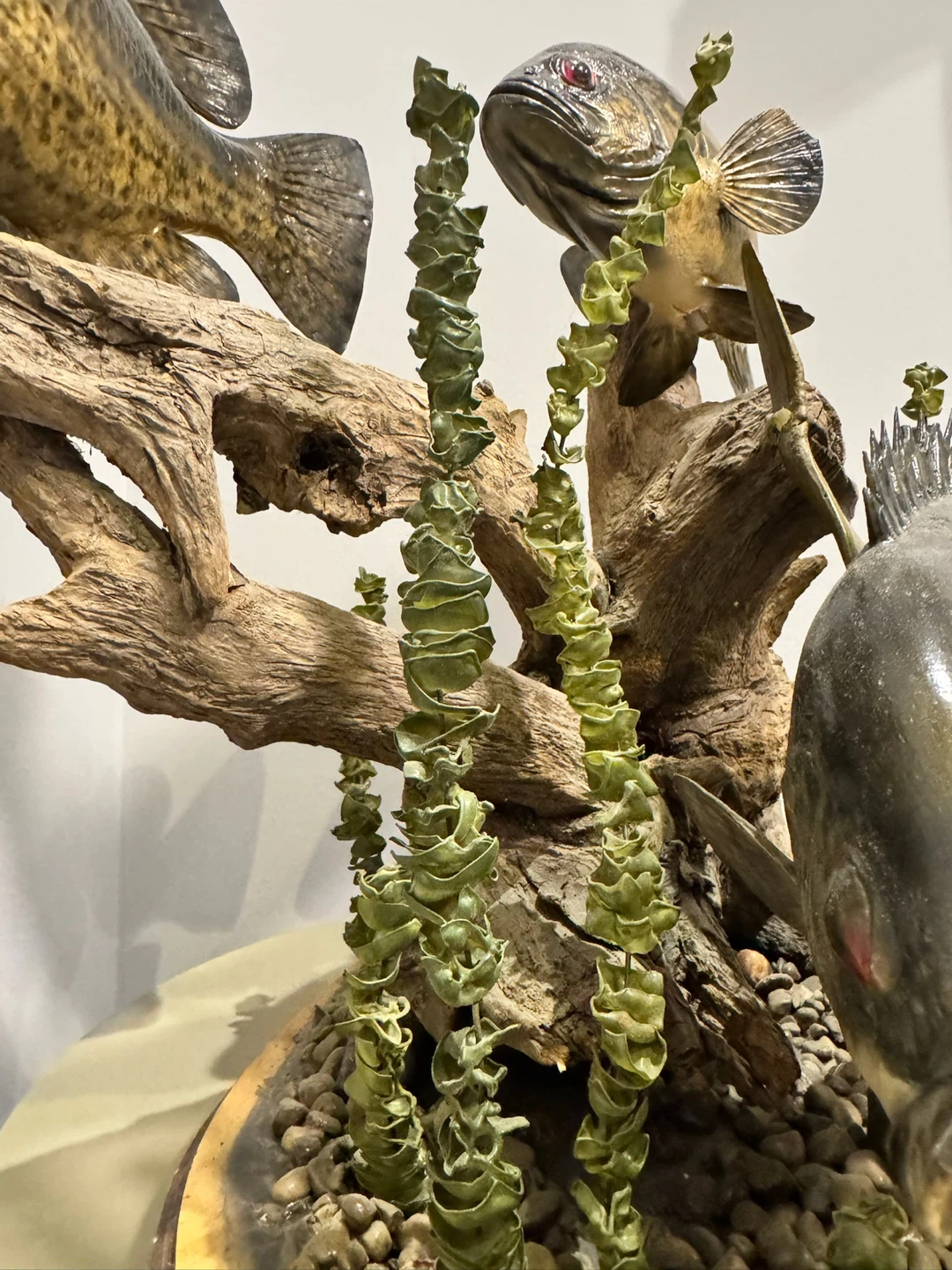 Three giant rock bass Taxidermy Display - photo 5
