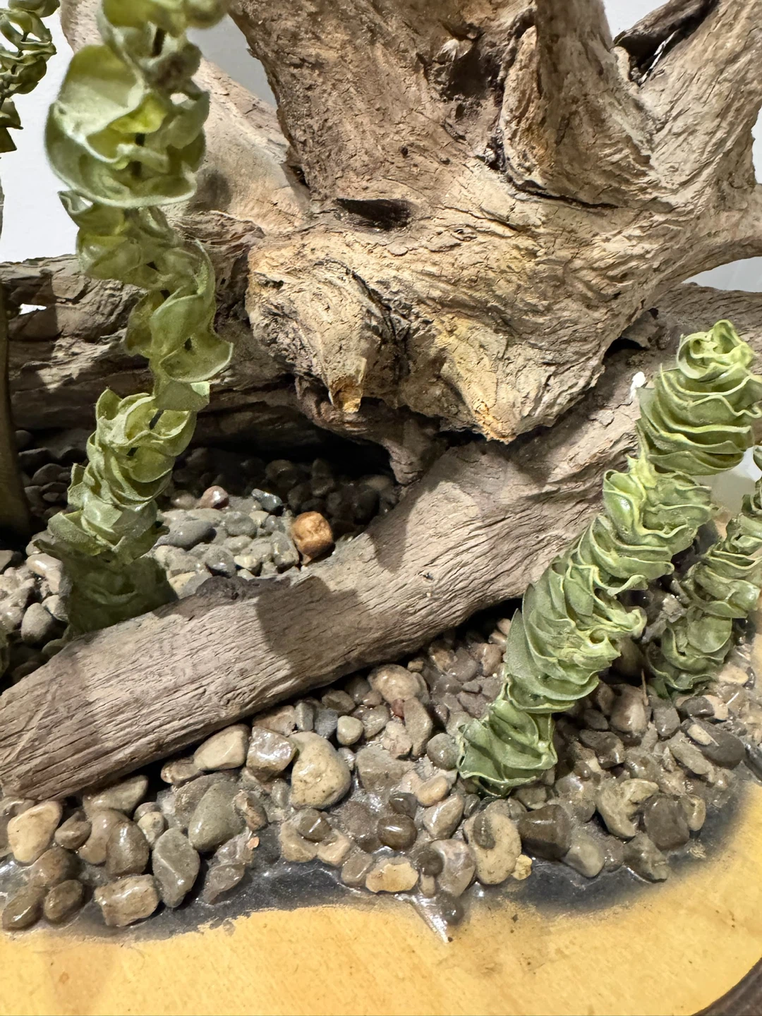 Three giant rock bass Taxidermy Display - photo 4