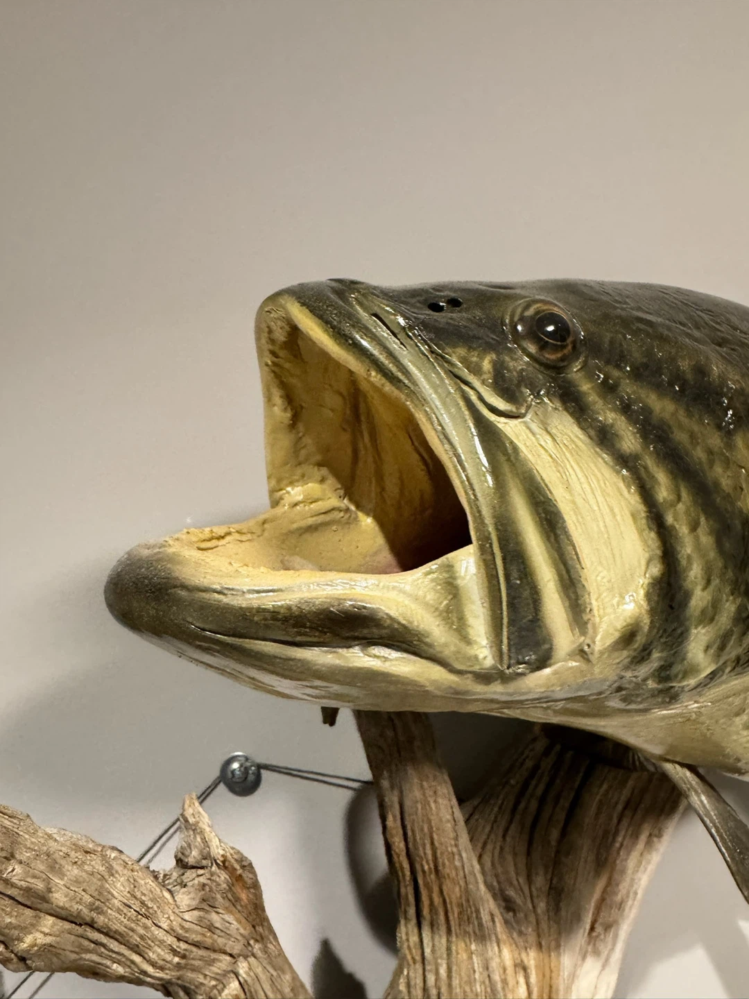 Taxidermy Bass Fish Mount on Driftwood - photo 3