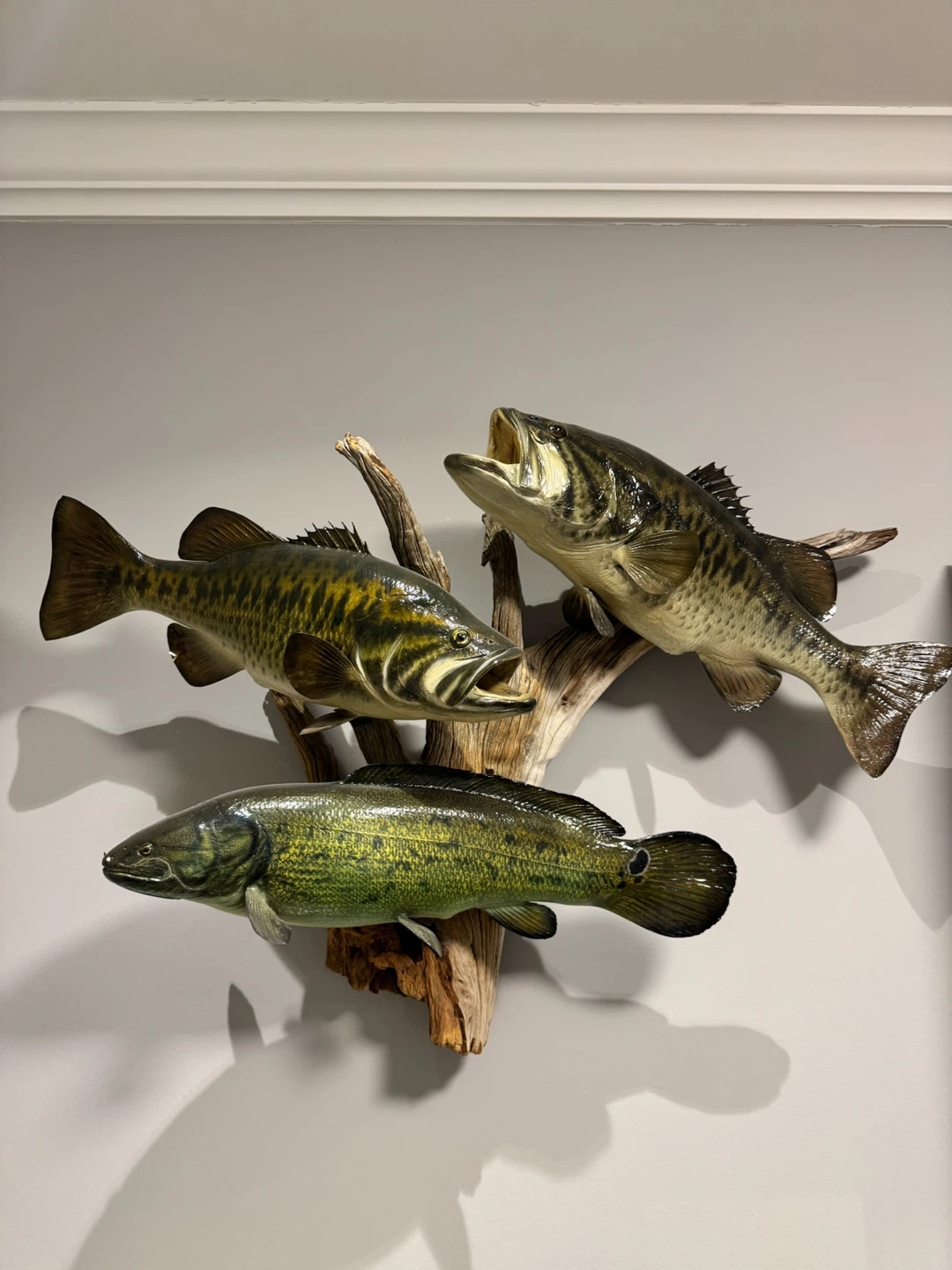 Taxidermy Bass Fish Mount on Driftwood