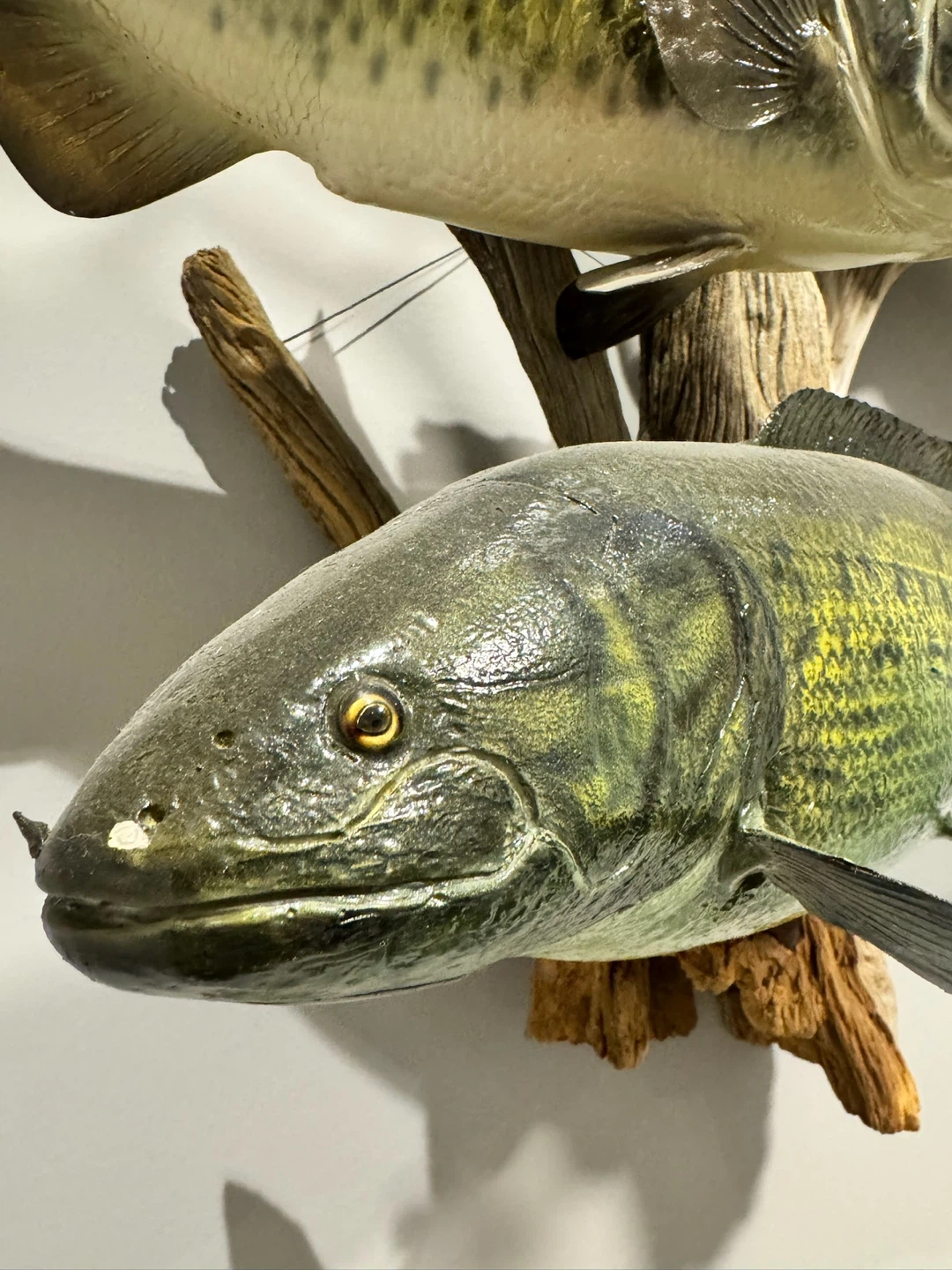 Taxidermy Bass Fish Mount on Driftwood - photo 2