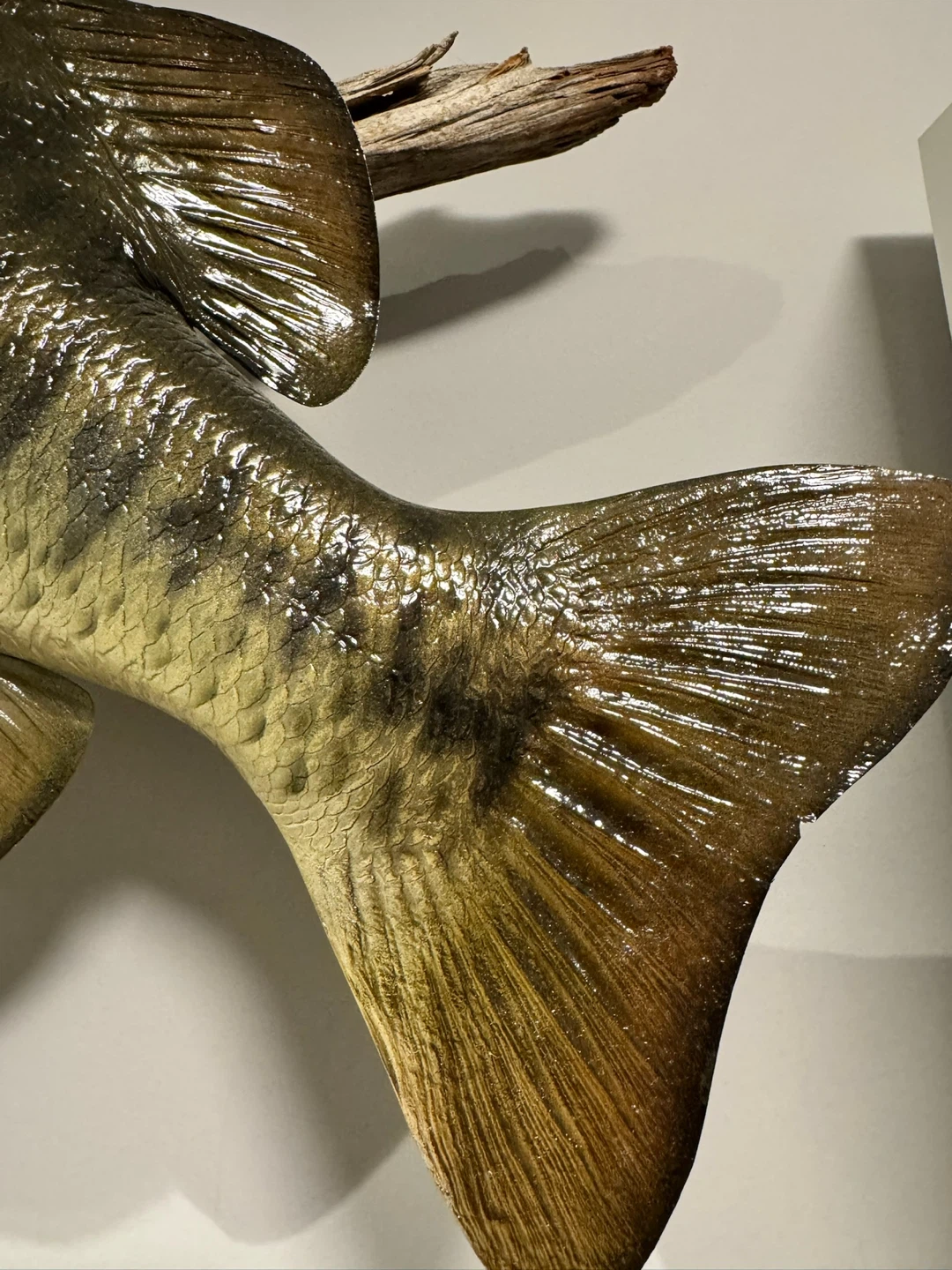Taxidermy Bass Fish Mount on Driftwood - photo 4