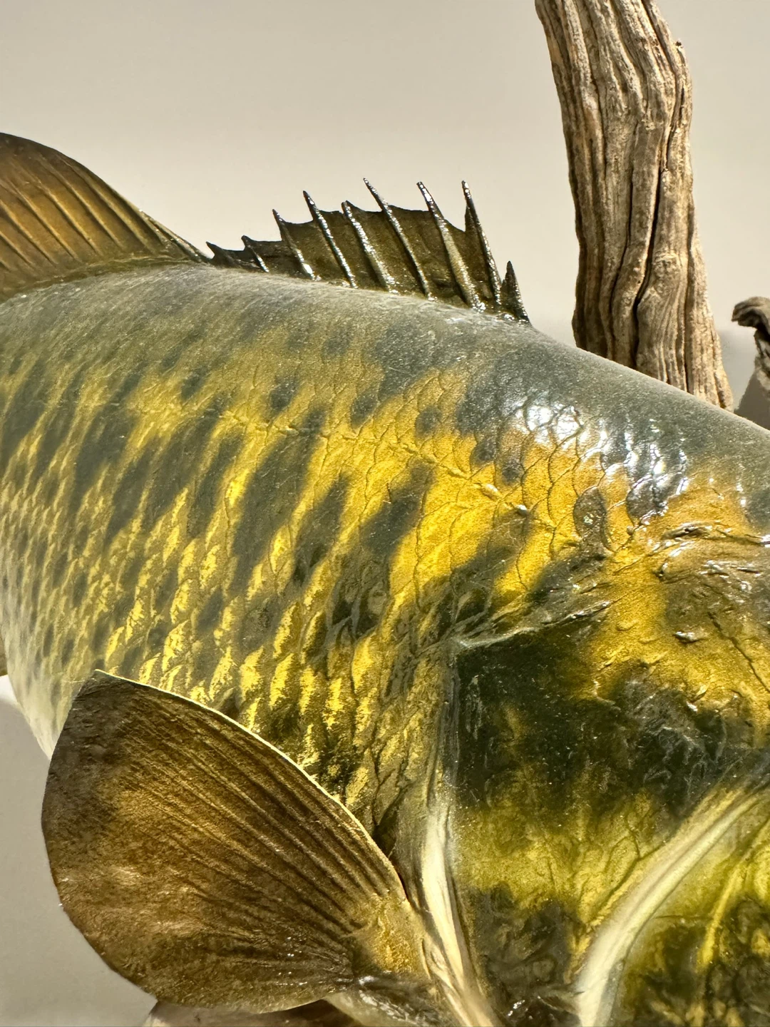Taxidermy Bass Fish Mount on Driftwood - photo 5