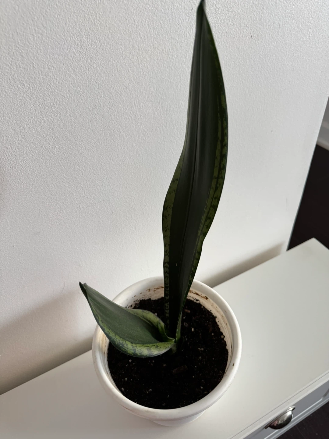 Snake Plant in White Pot - photo 3