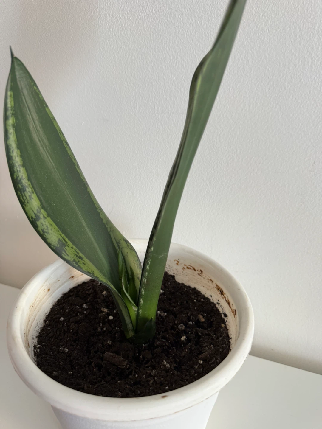 Snake Plant in White Pot