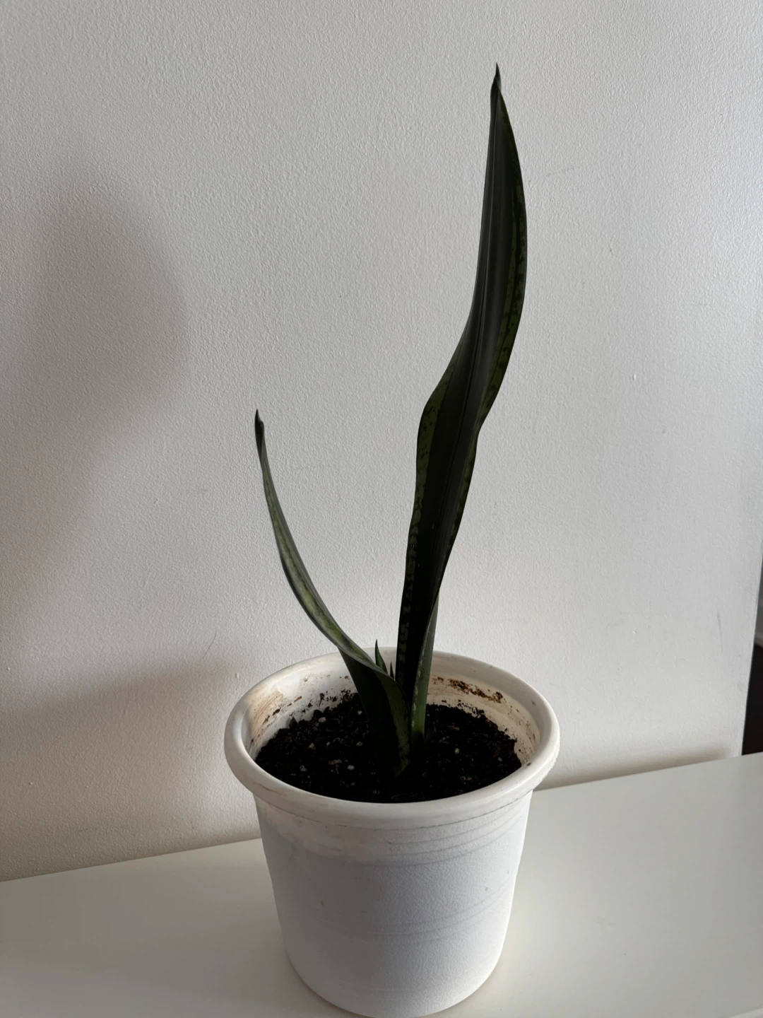 Snake Plant in White Pot - photo 4
