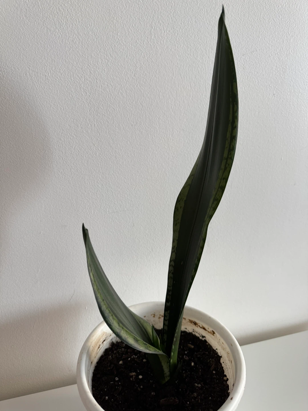 Snake Plant in White Pot - photo 2