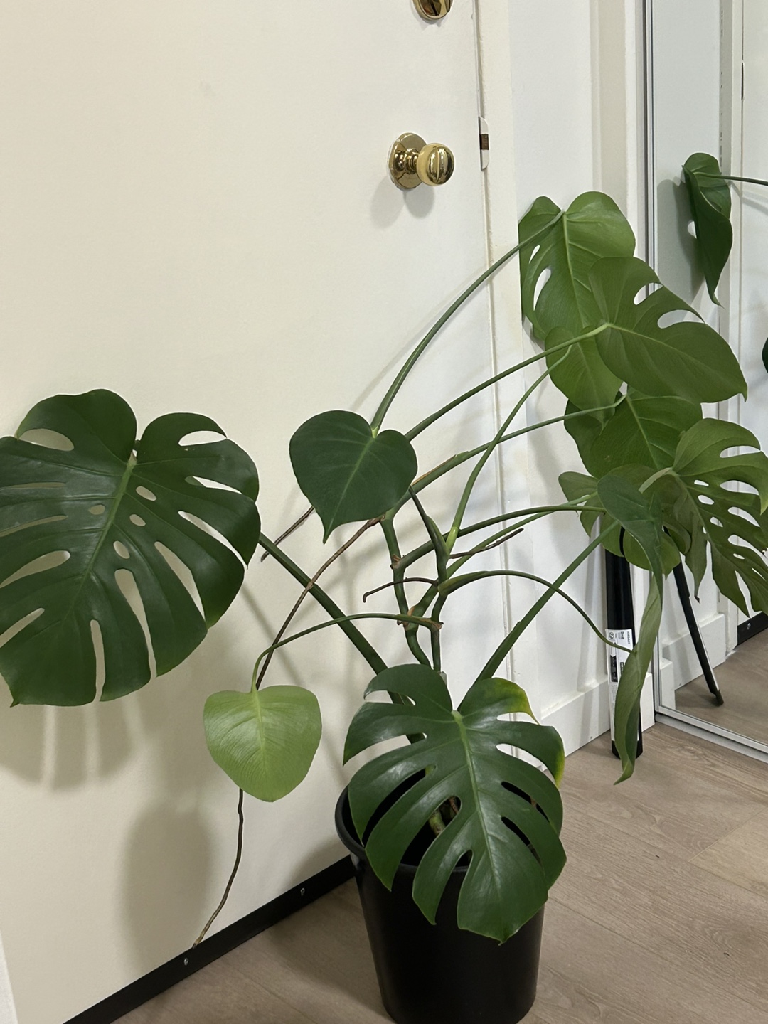 Monstera Deliciosa Plant in Black Pot