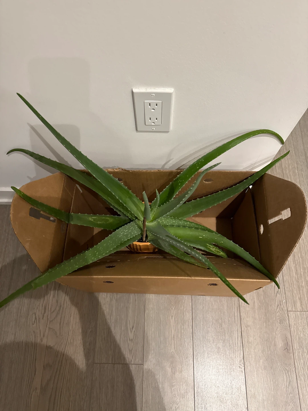 Aloe Vera Plant