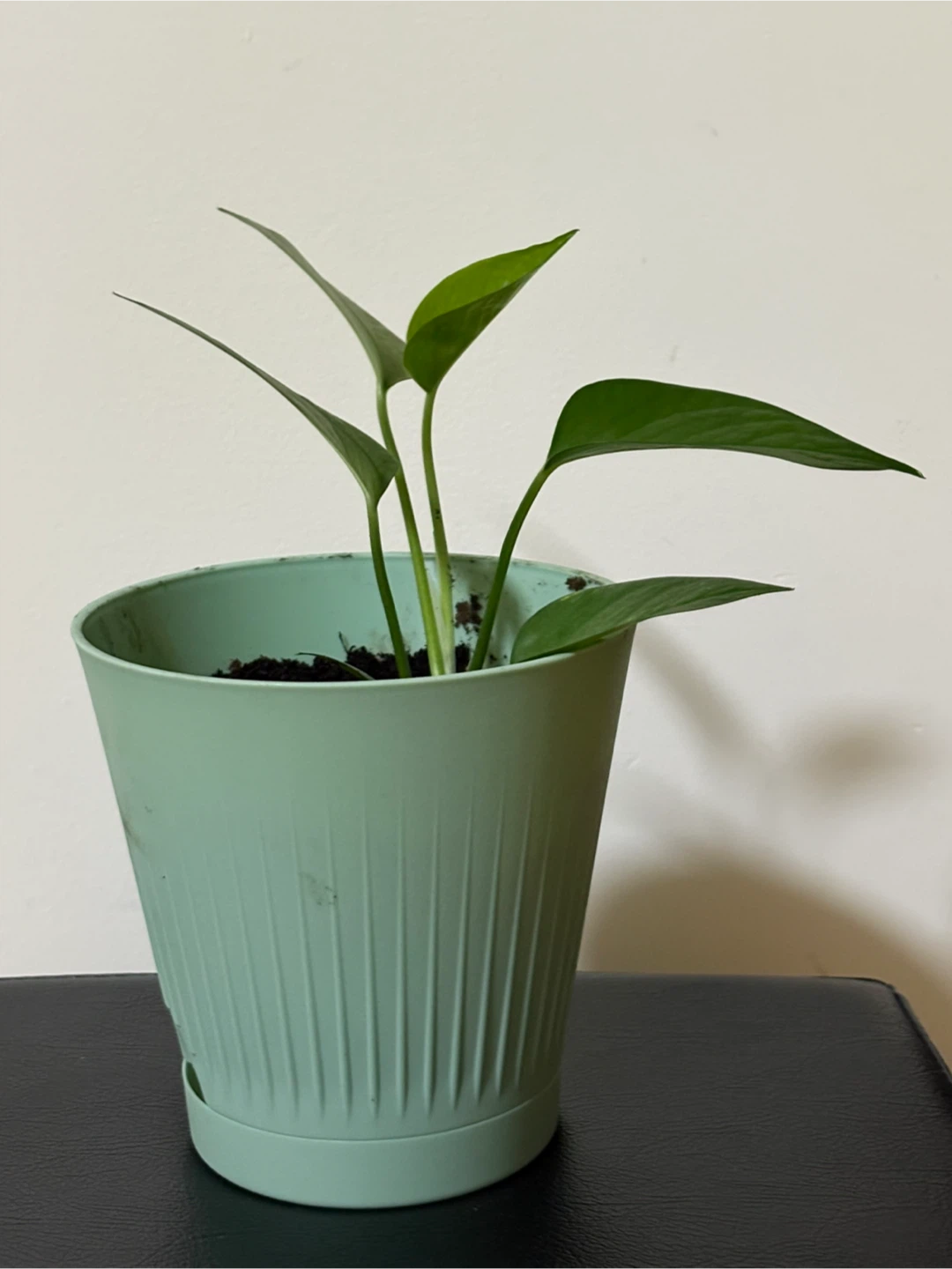 Money Plant in Mint Green Pot - photo 2