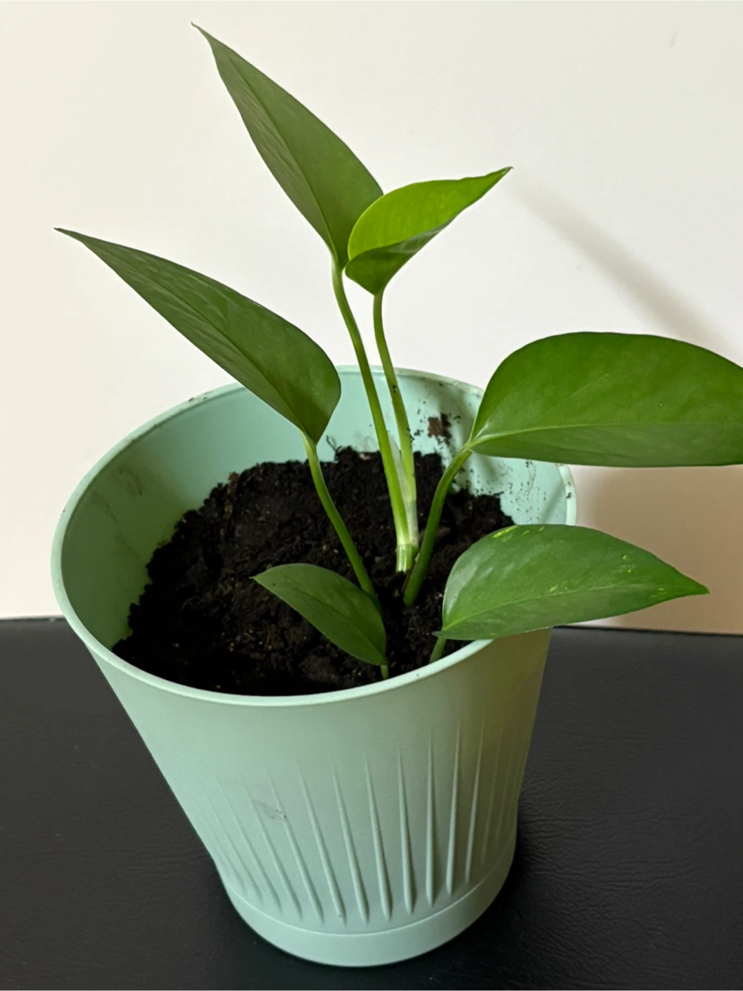 Money Plant in Mint Green Pot