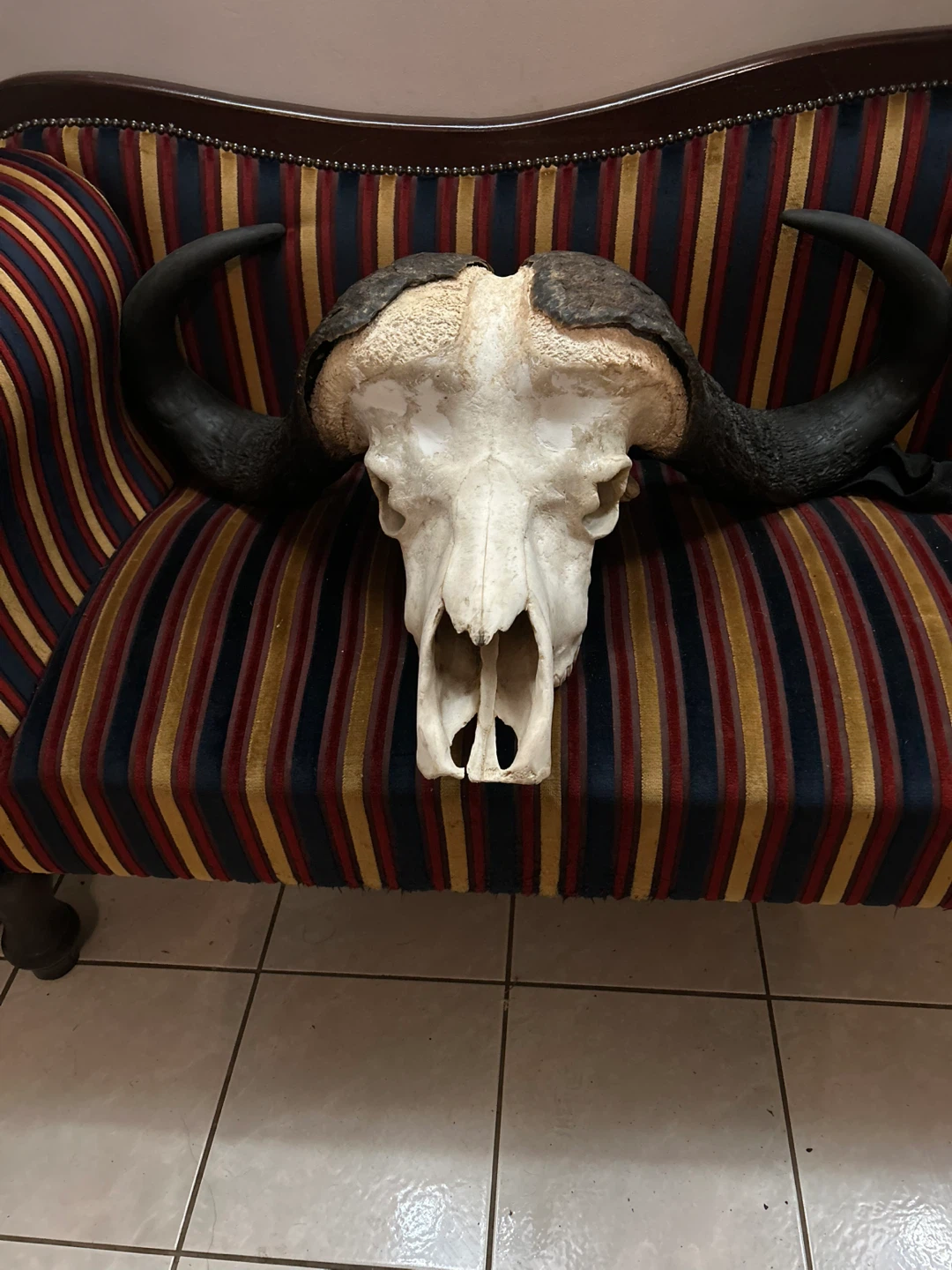 Bison Skull with Horns - photo 4