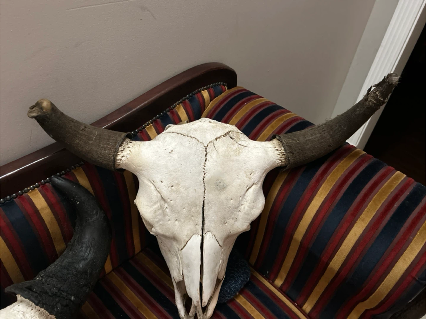 Bison Skull with Horns - photo 3