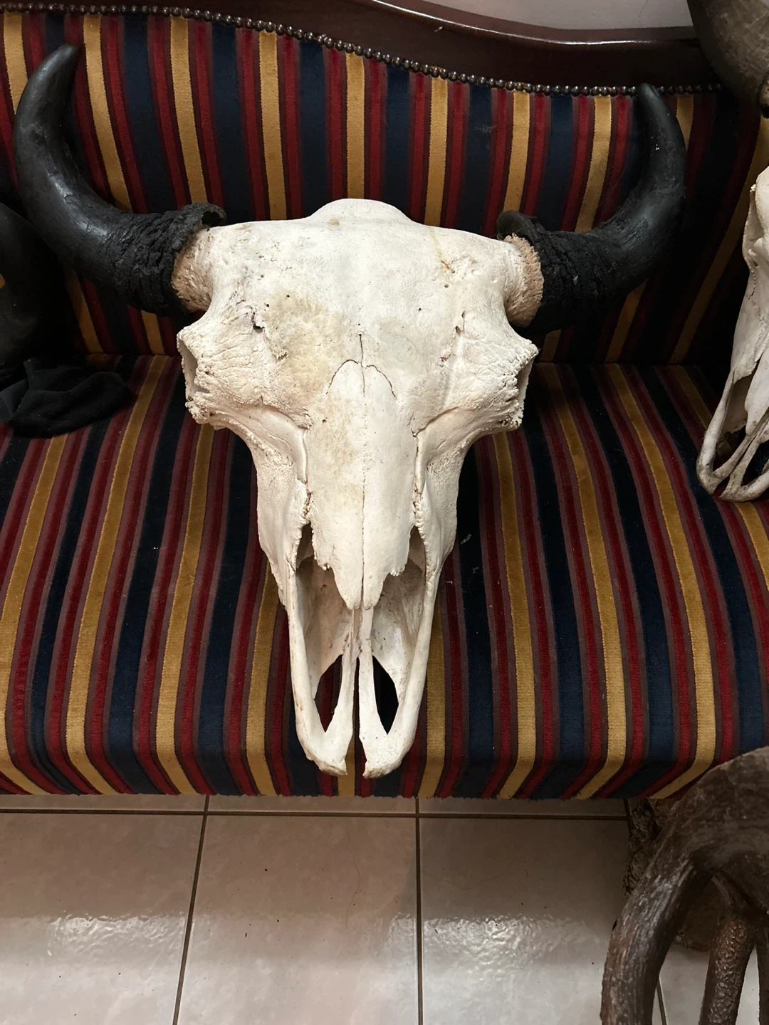 Bison Skull with Horns