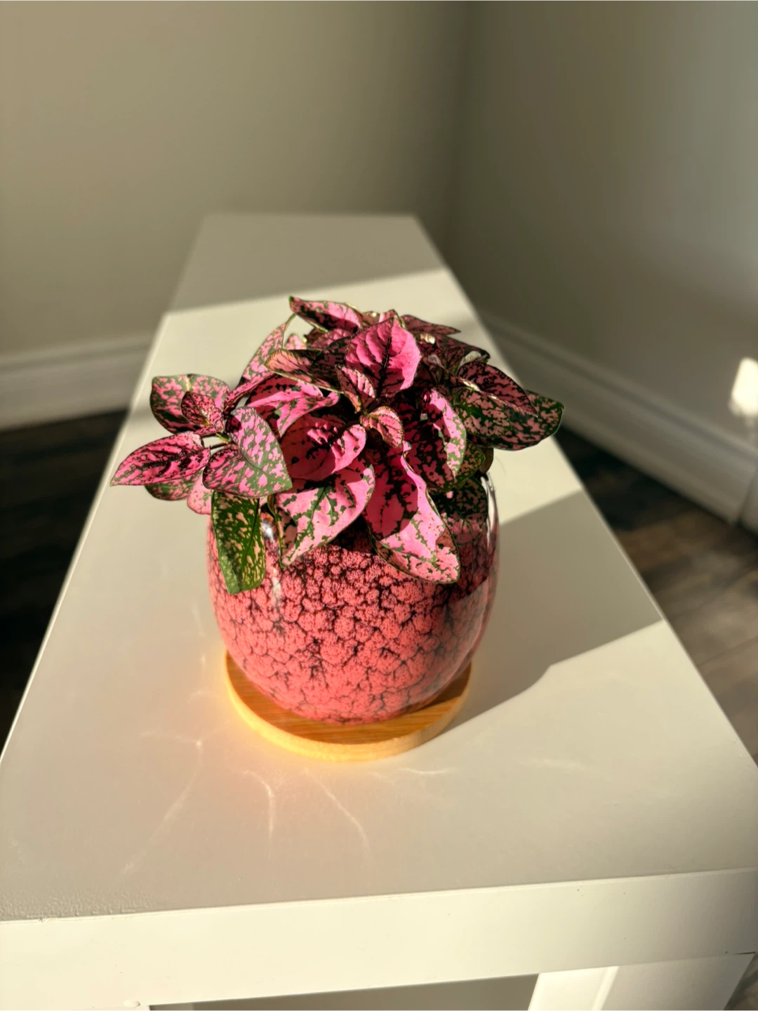 Pink Polka Dot Plant in Decorative Pot - photo 3