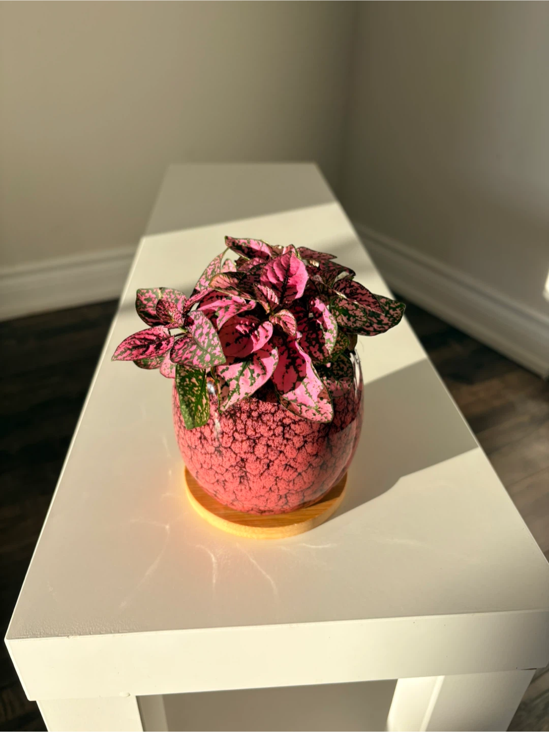 Pink Polka Dot Plant in Decorative Pot - photo 2