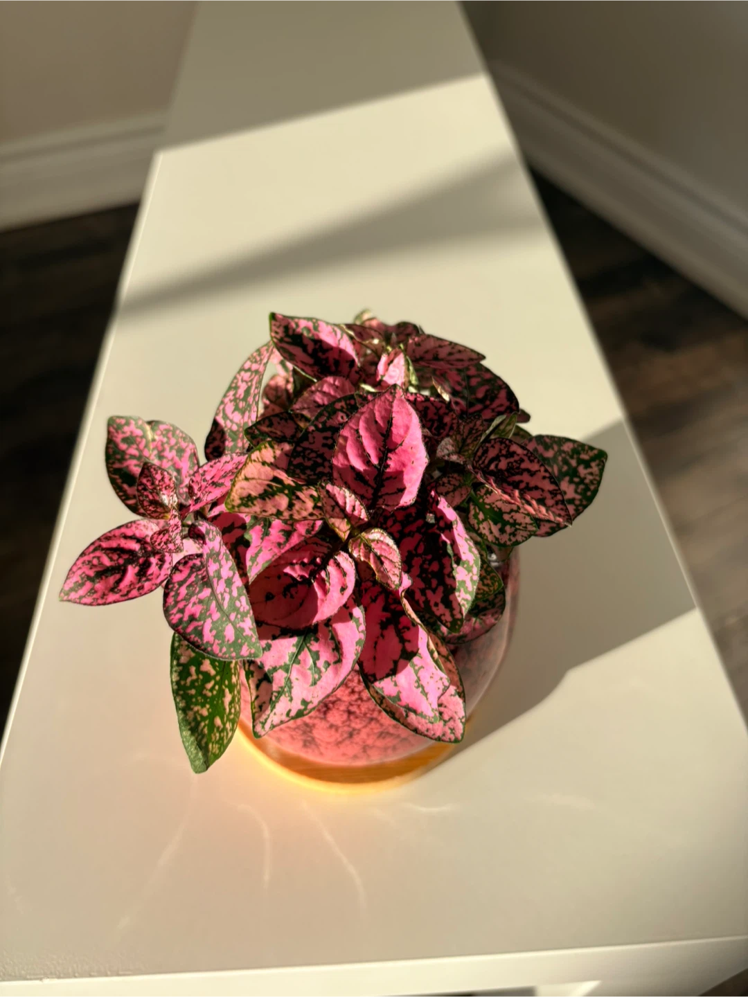 Pink Polka Dot Plant in Decorative Pot