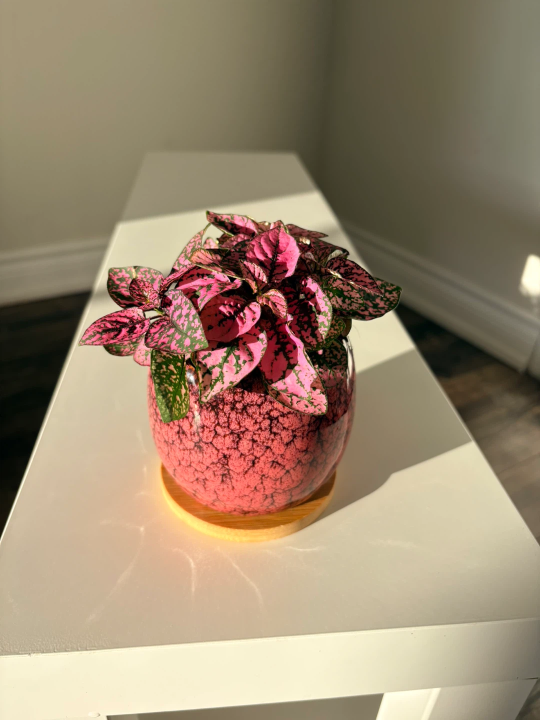 Pink Polka Dot Plant in Decorative Pot - photo 3