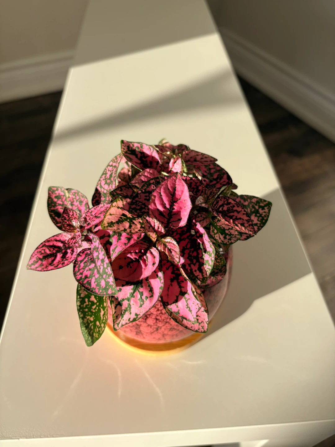 Pink Polka Dot Plant in Decorative Pot