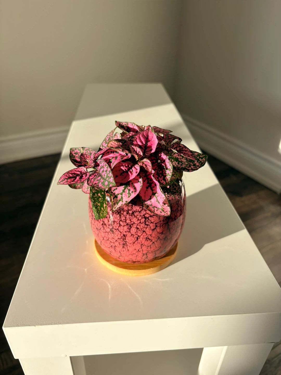 Pink Polka Dot Plant in Decorative Pot - photo 2