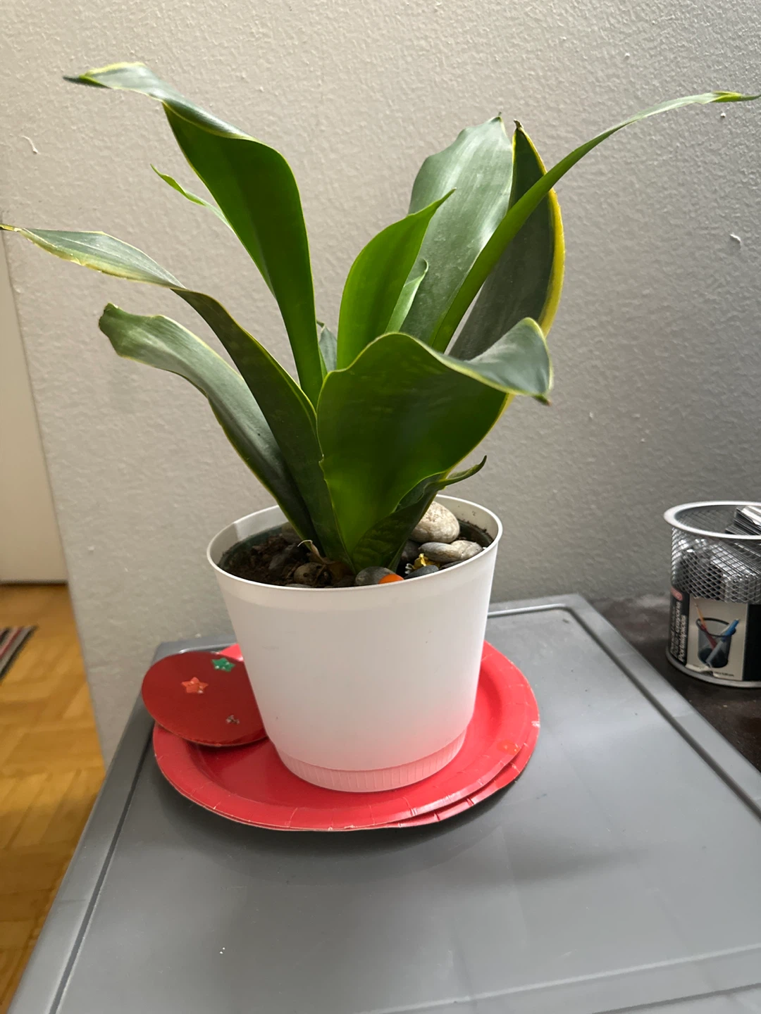 Snake Plant