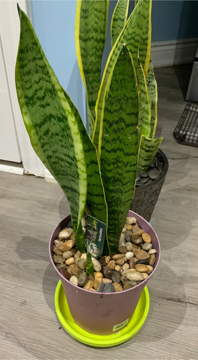Snake Plant in Pink Pot